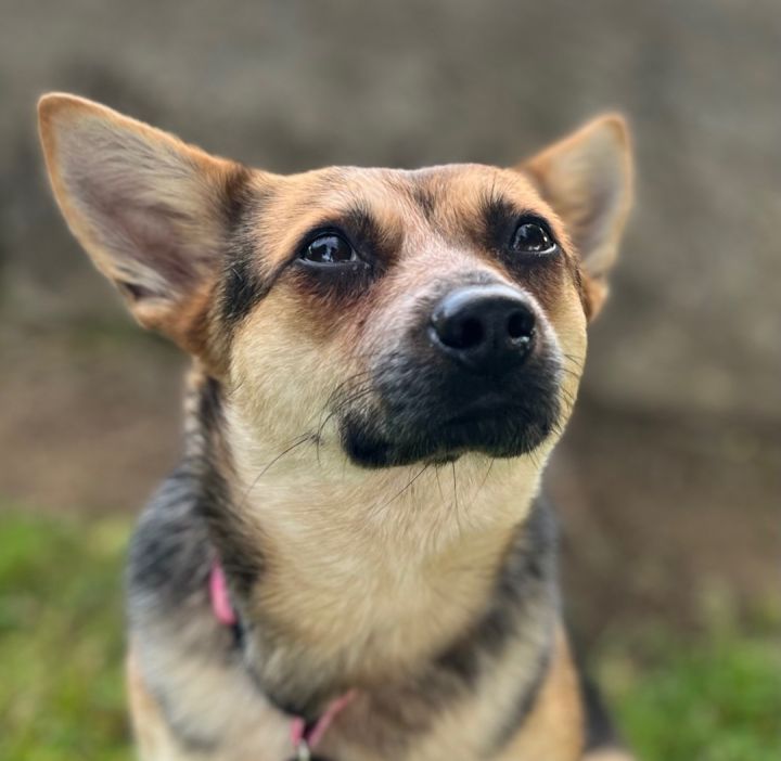 Cookie, an adoptable Corgi & Cattle Dog Mix in Ooltewah, TN_image-4