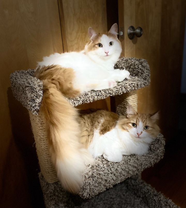BOO, an adoptable Domestic Long Hair & Turkish Van Mix in Fairview Heights, IL_image-1