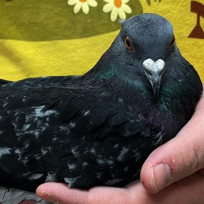 Cheezit , an adoptable Pigeon in Chicago, IL_image-2