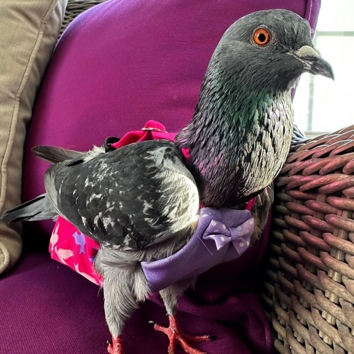 Cheezit , an adoptable Pigeon in Chicago, IL_image-3