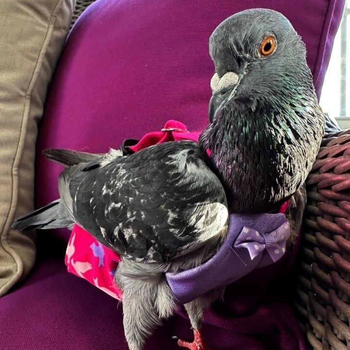 Cheezit , an adoptable Pigeon in Chicago, IL_image-1