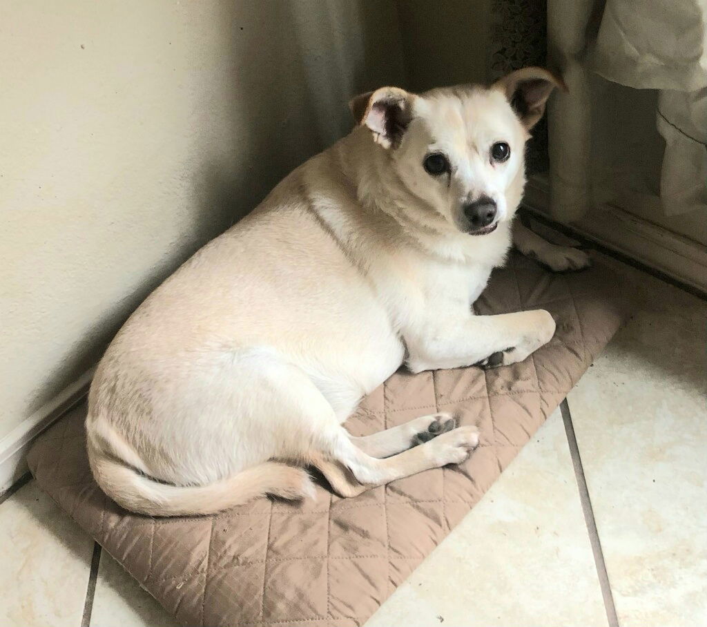 GRIFFIN, an adoptable Chihuahua, Dachshund in San Antonio, TX, 78216 | Photo Image 1