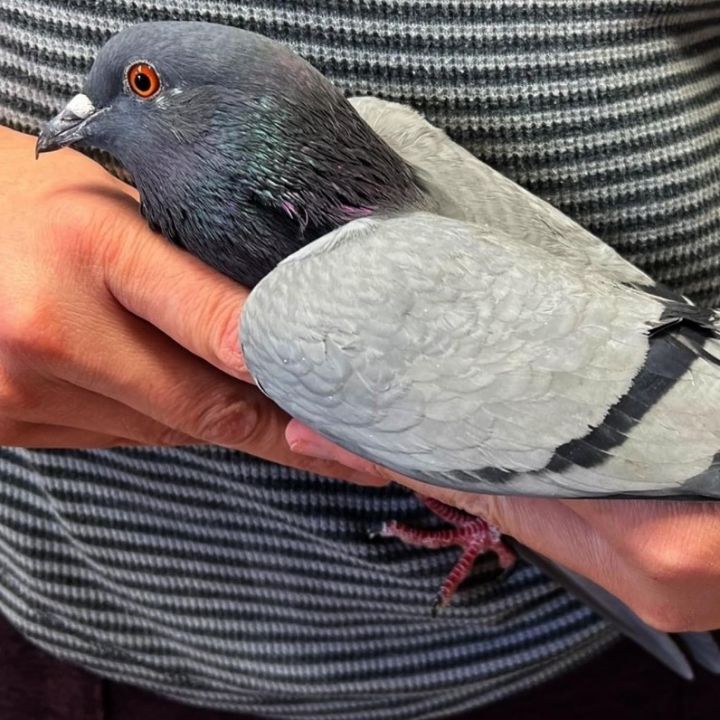 Mariano, an adoptable Pigeon in Chicago, IL_image-1