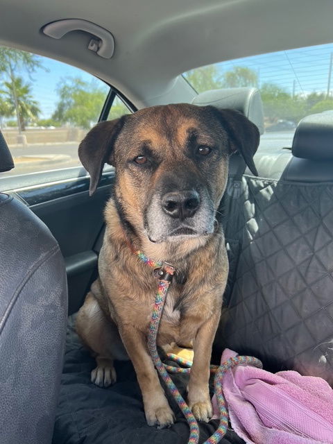 Rosco, an adoptable Shepherd in Phoenix, AZ, 85017 | Photo Image 1