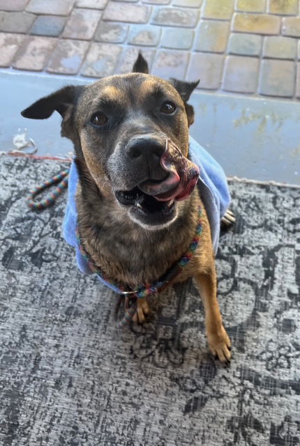 Rosco, an adoptable Shepherd in Phoenix, AZ, 85017 | Photo Image 1