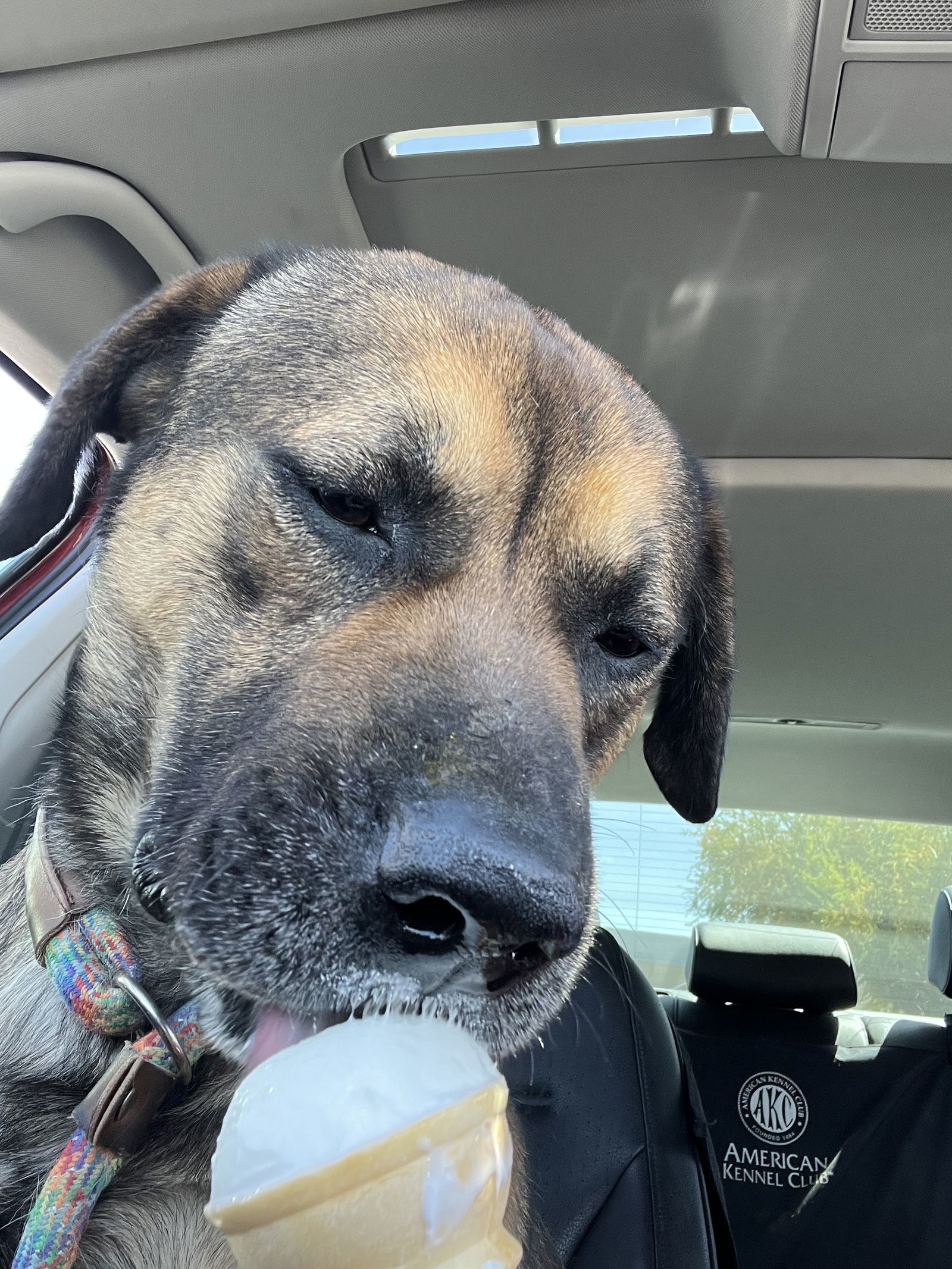 Rosco, an adoptable Shepherd in Phoenix, AZ, 85017 | Photo Image 2