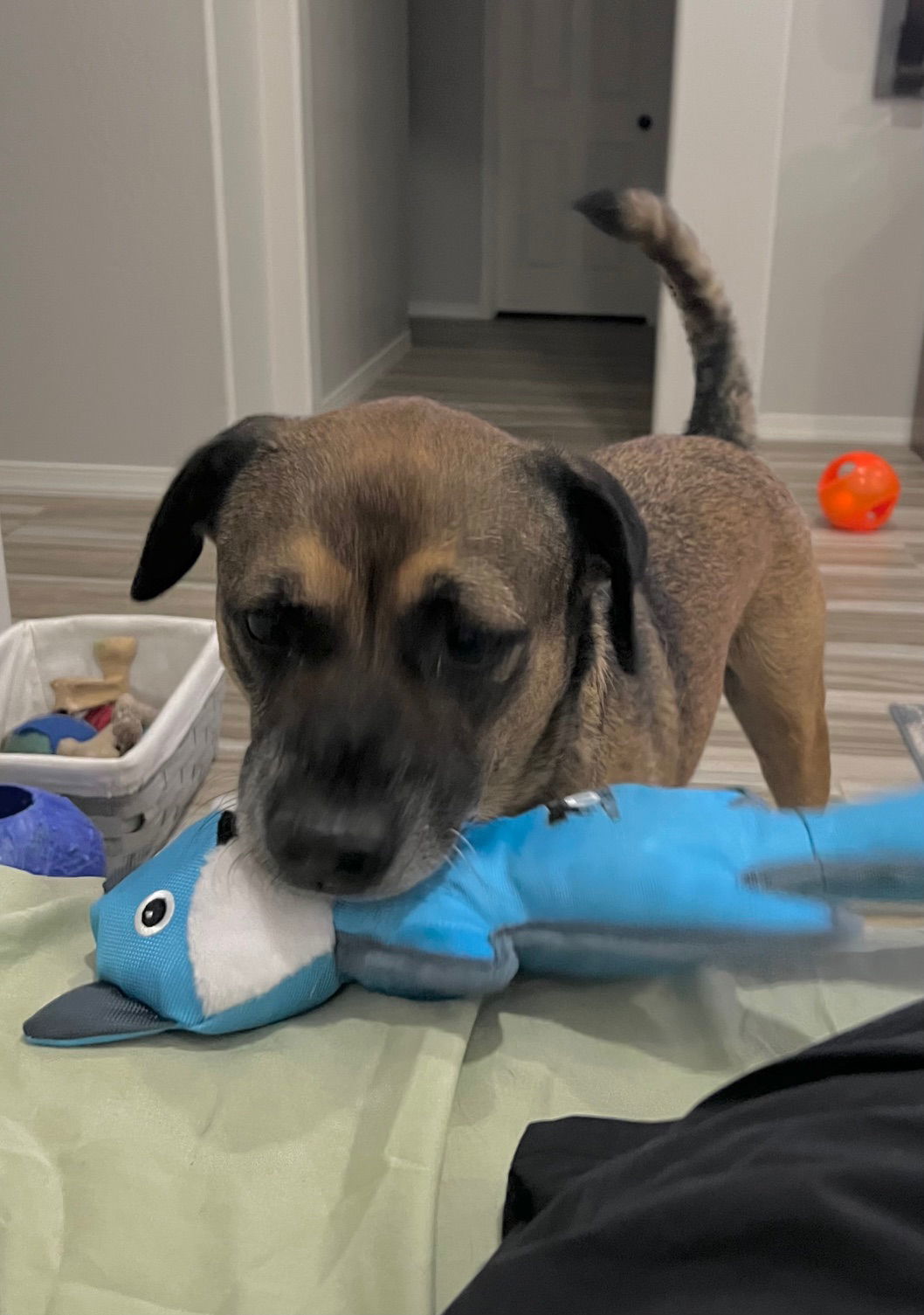 Rosco, an adoptable Shepherd in Phoenix, AZ, 85017 | Photo Image 2