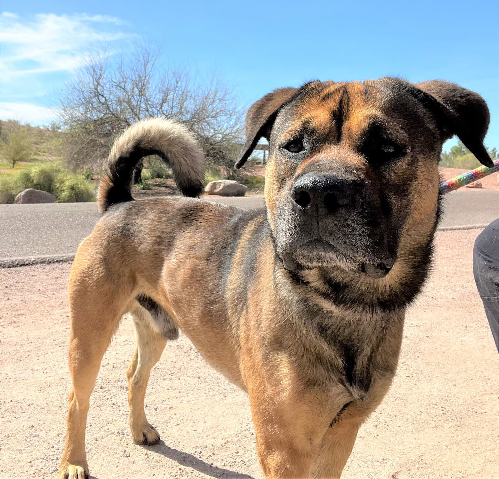 Rosco