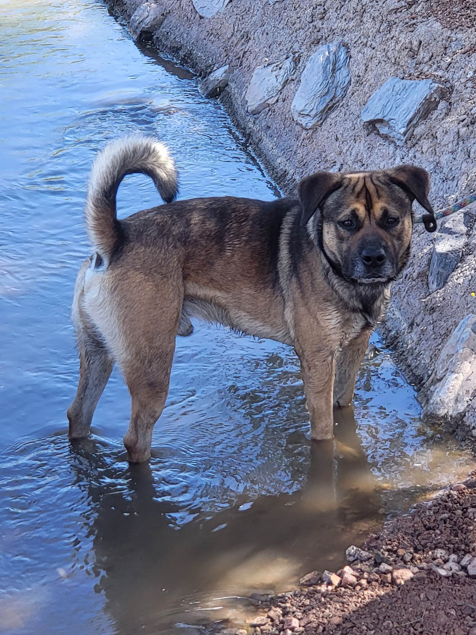 Rosco, an adoptable Shepherd in Phoenix, AZ, 85017 | Photo Image 3