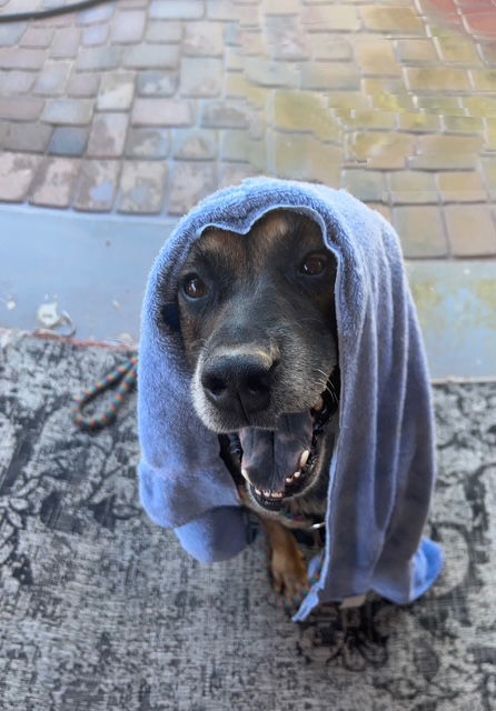 Rosco, an adoptable Shepherd in Phoenix, AZ, 85017 | Photo Image 3