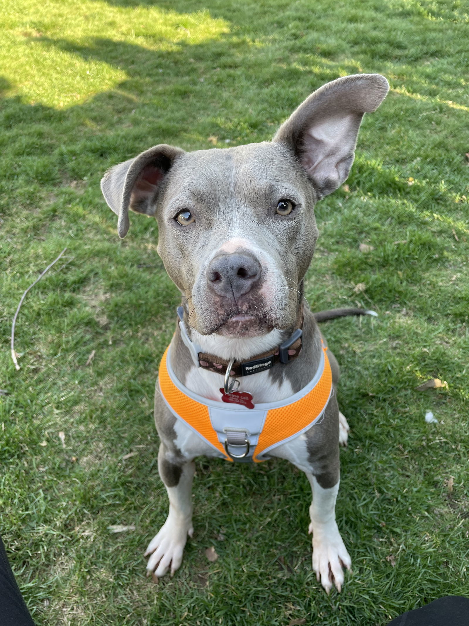 Hollie, an adoptable Pit Bull Terrier in Rochester, NY, 14626 | Photo Image 2