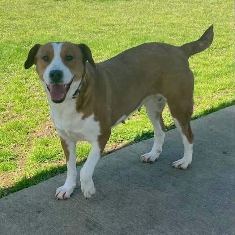 Lou, an adoptable Hound, Labrador Retriever in Tuscaloosa, AL, 35401 | Photo Image 1