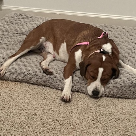 Lou, an adoptable Hound, Labrador Retriever in Tuscaloosa, AL, 35401 | Photo Image 2