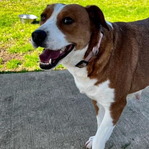 Lou, an adoptable Hound, Labrador Retriever in Tuscaloosa, AL, 35401 | Photo Image 3