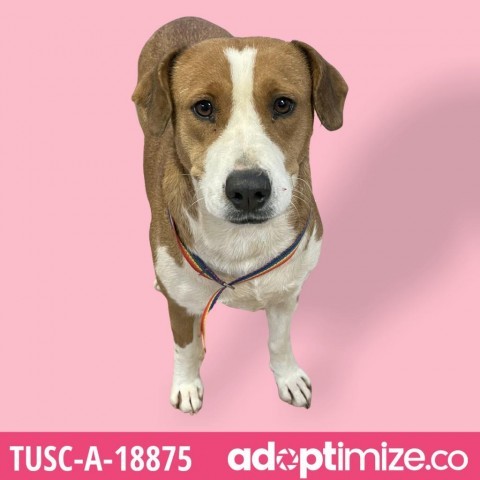 Lou, an adoptable Hound, Labrador Retriever in Tuscaloosa, AL, 35401 | Photo Image 4