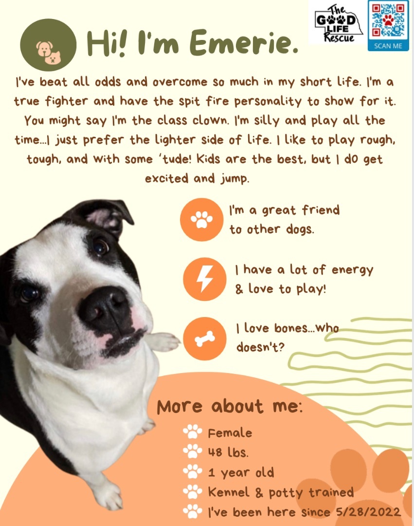 Emerie , an adoptable American Staffordshire Terrier in Grand Island, NE, 68801 | Photo Image 2
