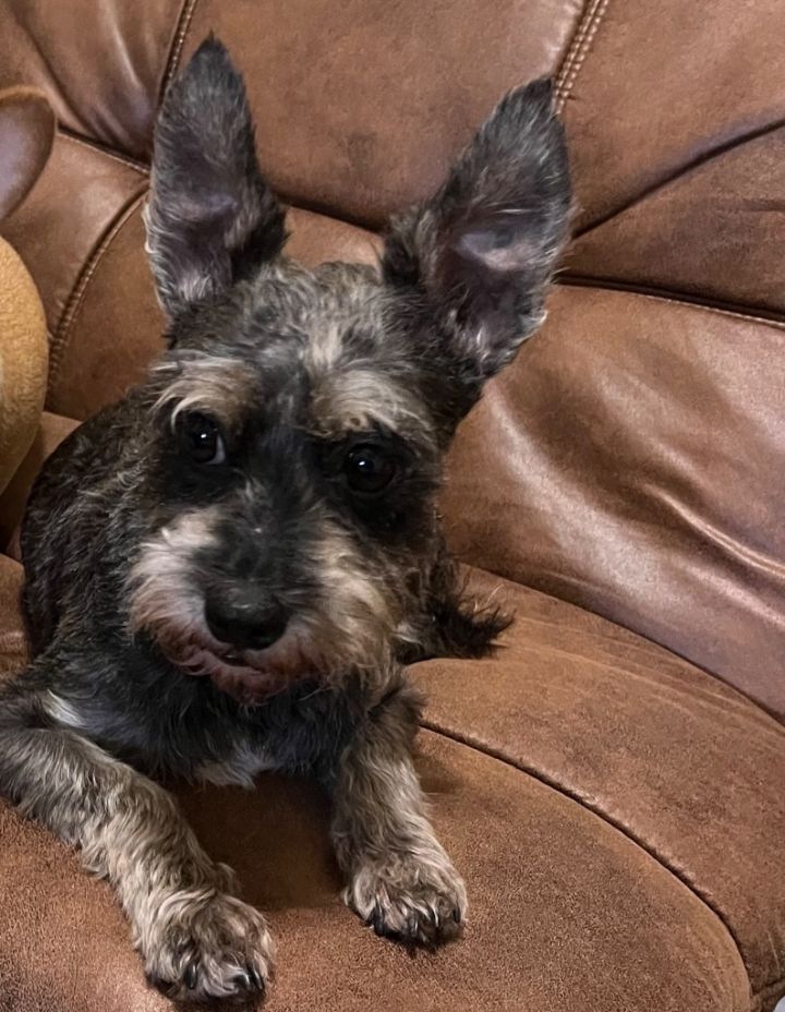 a schnauzer is a cross between a affenpinscher and what other dog