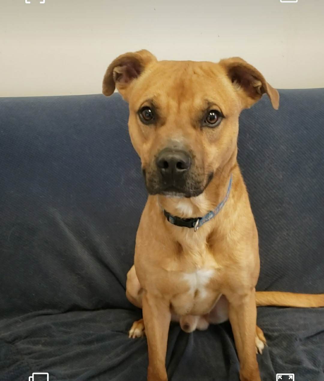 Boone (prison program), an adoptable Boxer, Terrier in Mount Gilead, OH, 43338 | Photo Image 1