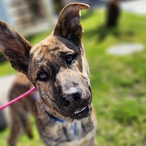 Dutch shepherd mix hot sale with belgian malinois