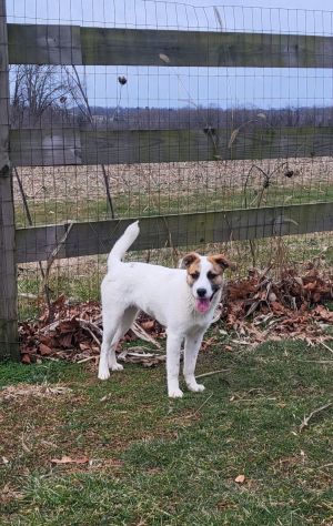 Beezie, Young Female Mixed Breed