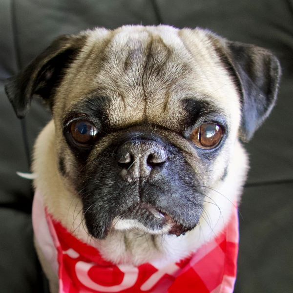 Petfinder pug sales