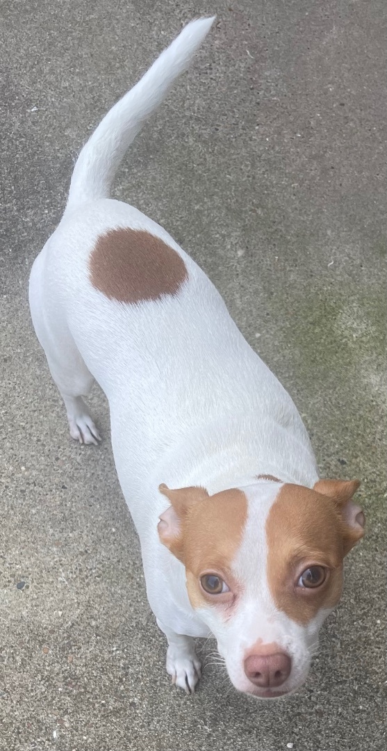 do rat terrier ears stand up