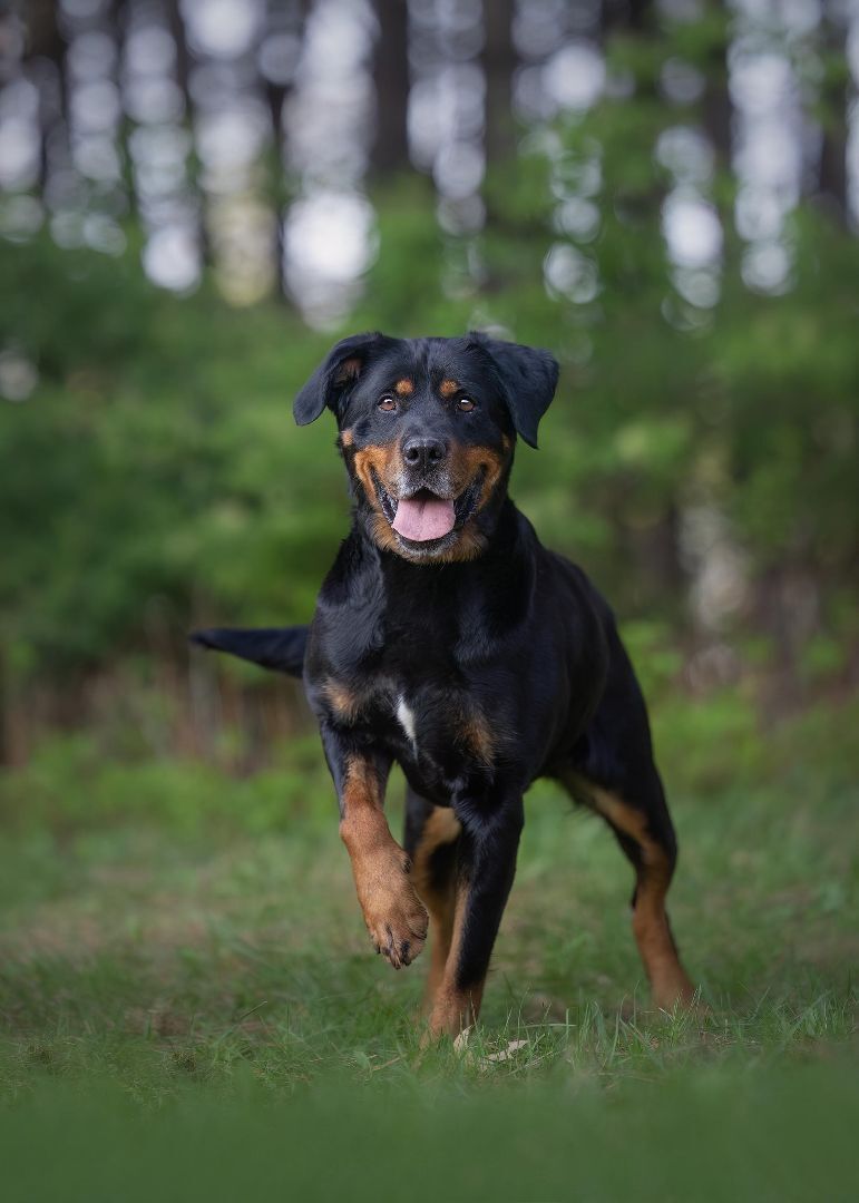 Lola, an adoptable Rottweiler in Westmount, QC, H3Y 1G4 | Photo Image 1