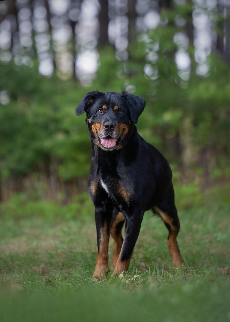 Lola, an adoptable Rottweiler in Westmount, QC, H3Y 1G4 | Photo Image 2