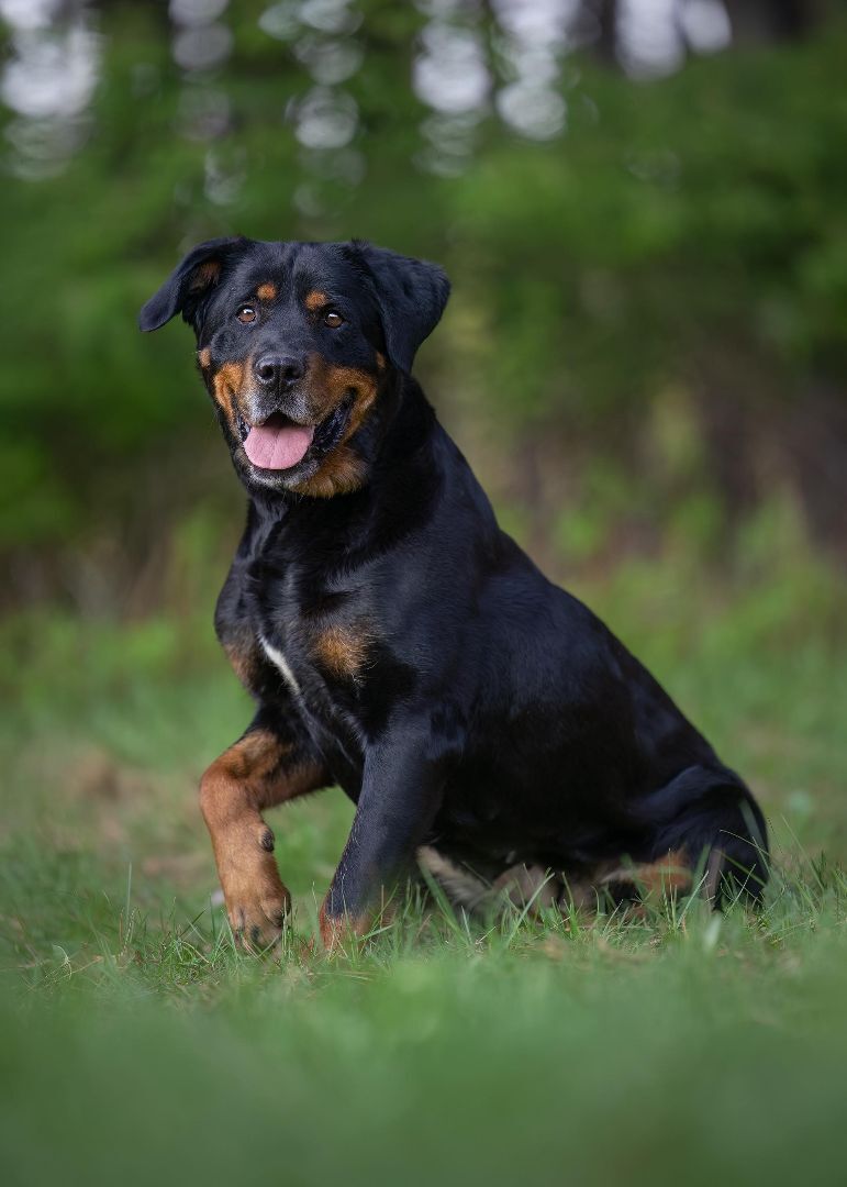 Lola, an adoptable Rottweiler in Westmount, QC, H3Y 1G4 | Photo Image 3