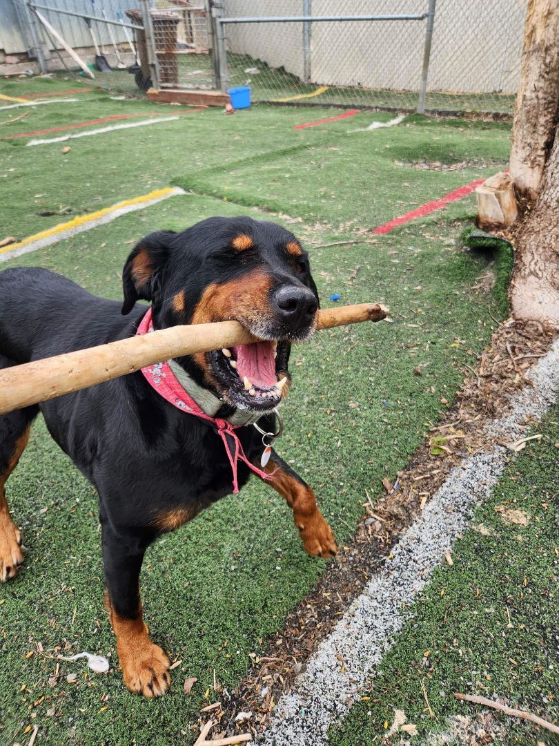 Lola, an adoptable Rottweiler in Westmount, QC, H3Y 1G4 | Photo Image 4