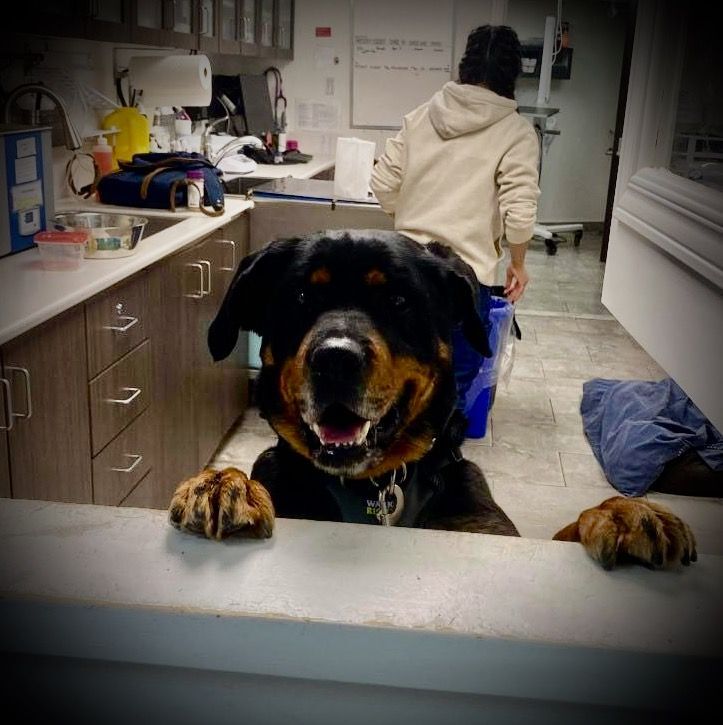 Lola, an adoptable Rottweiler in Westmount, QC, H3Y 1G4 | Photo Image 5
