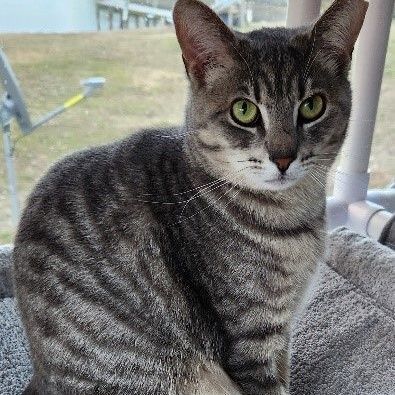 Short haired grey tabby hot sale cat