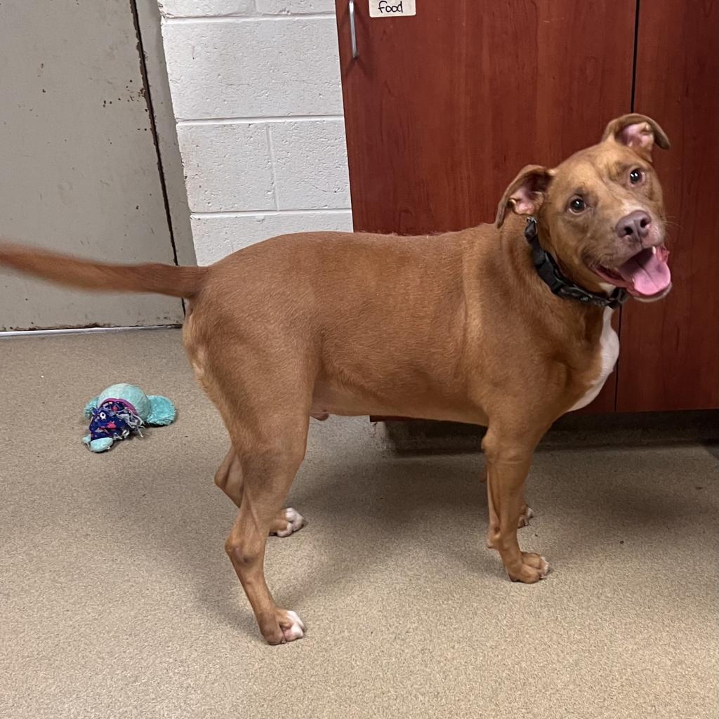 Rusty, an adoptable English Bulldog in Columbus, GA, 31907 | Photo Image 1