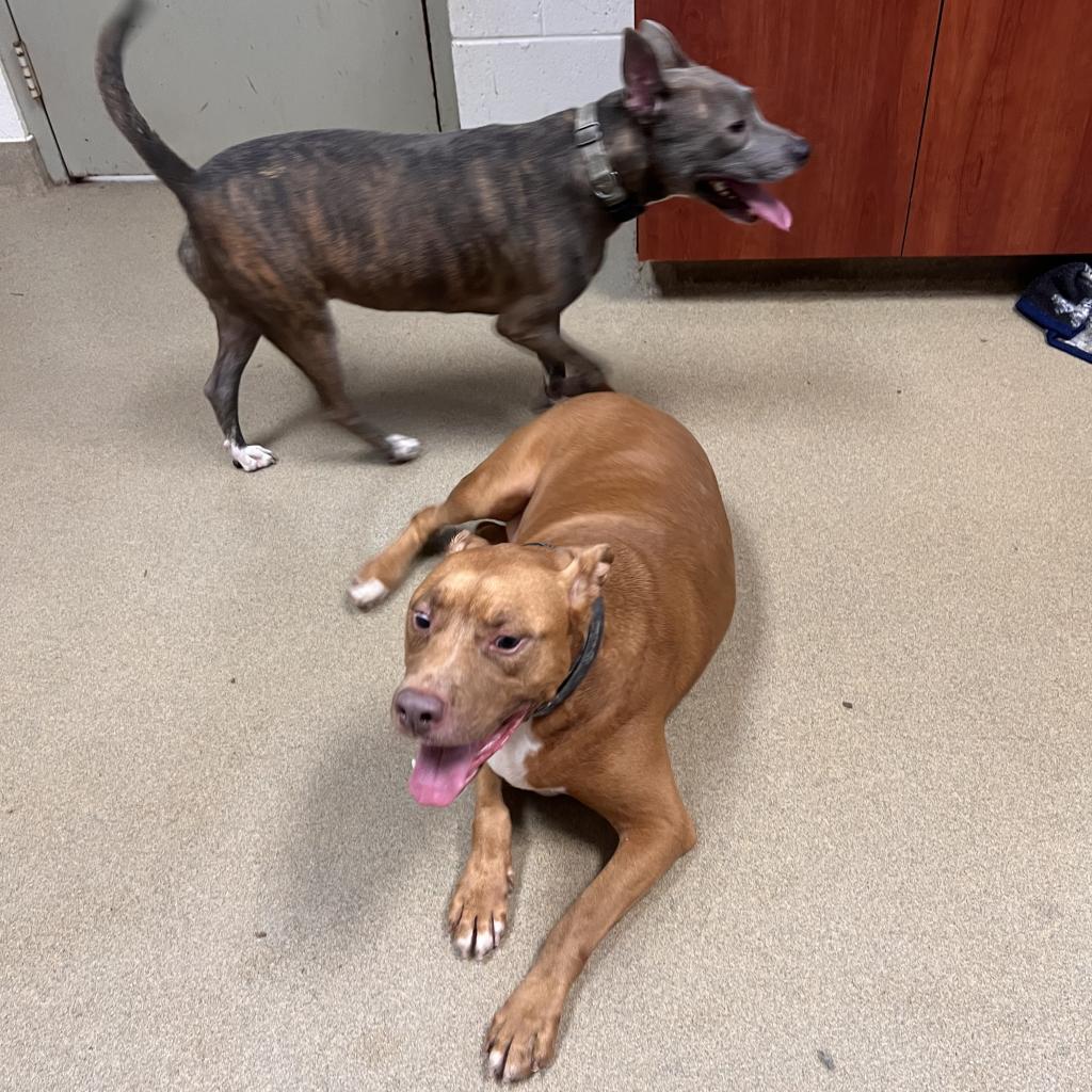 Rusty, an adoptable English Bulldog in Columbus, GA, 31907 | Photo Image 3