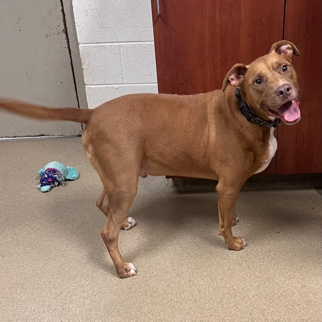 Rusty, an adoptable English Bulldog in Columbus, GA, 31907 | Photo Image 4