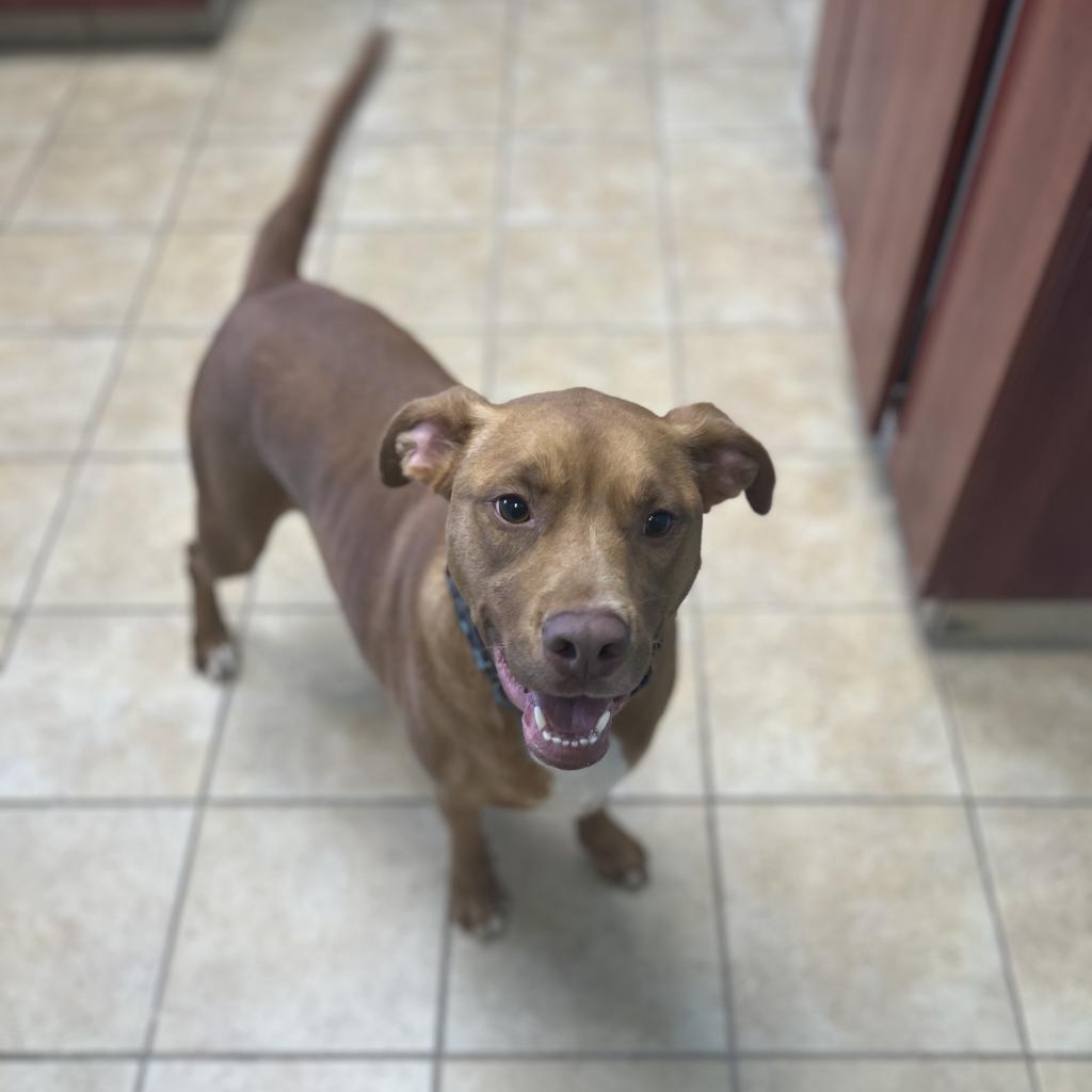 Rusty, an adoptable English Bulldog in Columbus, GA, 31907 | Photo Image 5