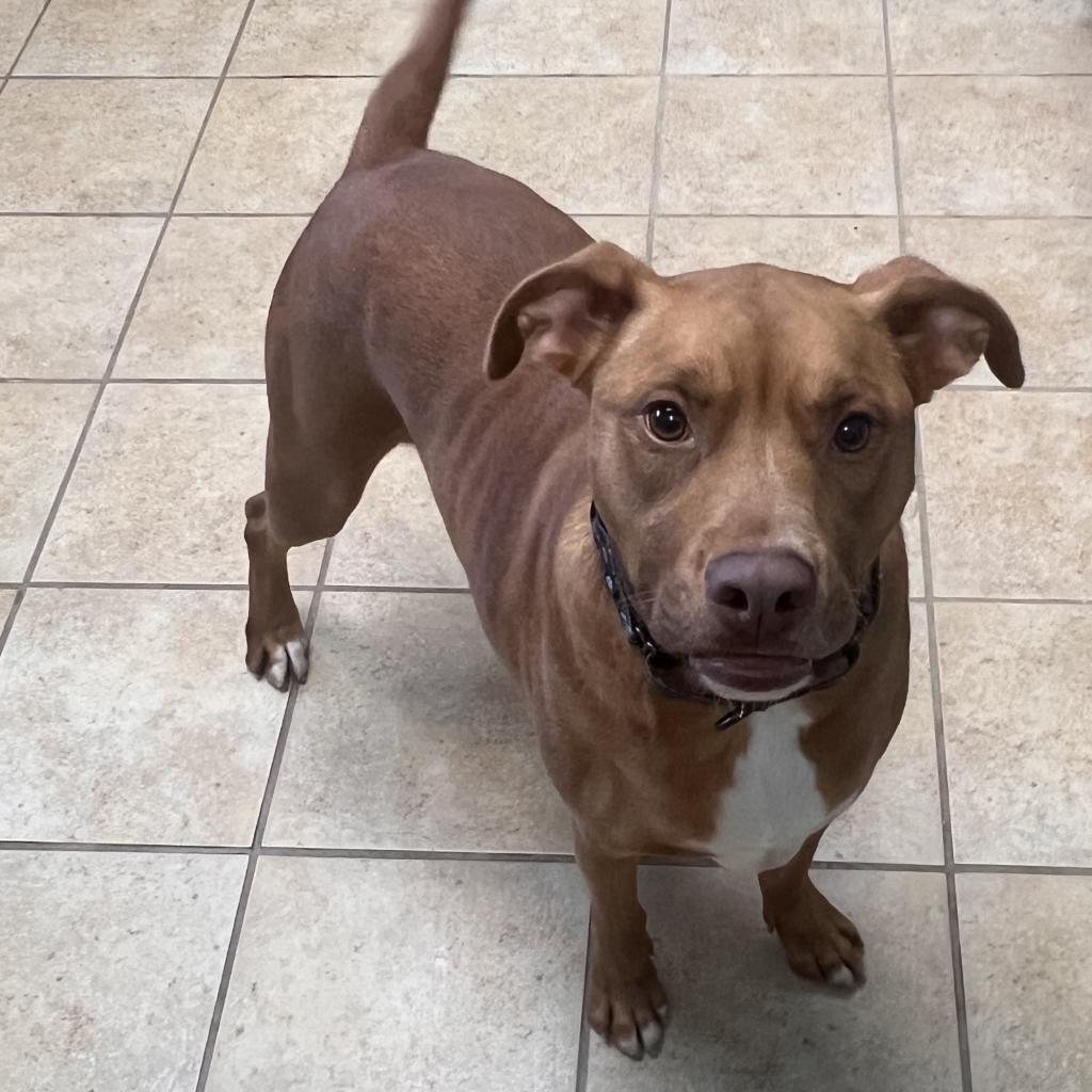 Rusty, an adoptable English Bulldog in Columbus, GA, 31907 | Photo Image 6