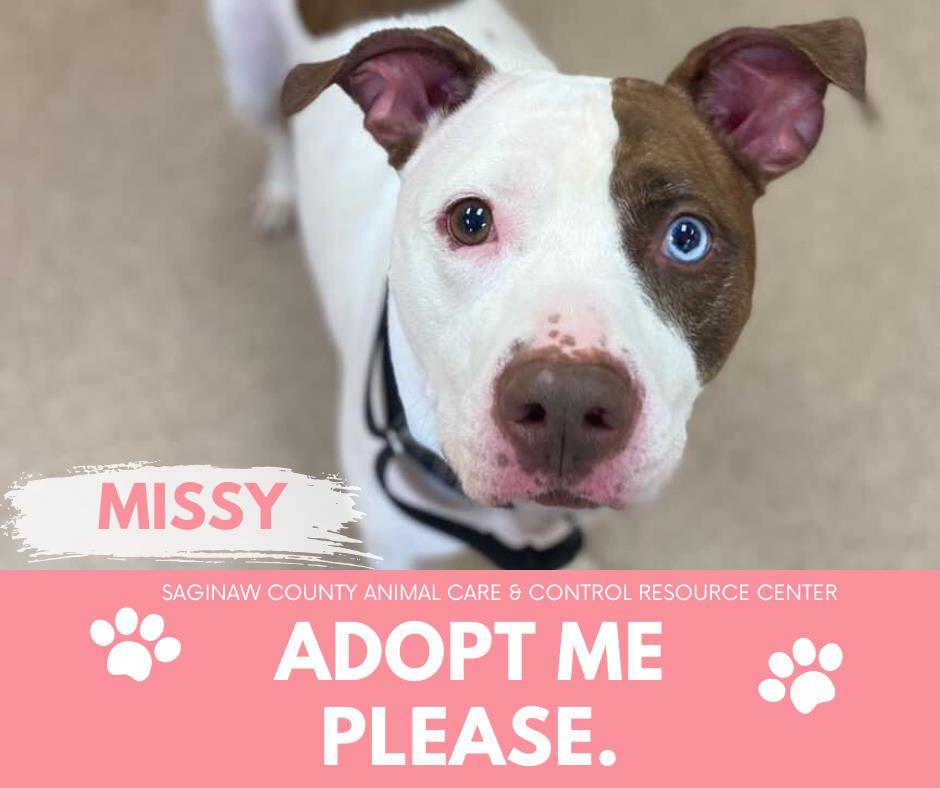 HISSY, an adoptable Pit Bull Terrier in Saginaw, MI, 48602 | Photo Image 1