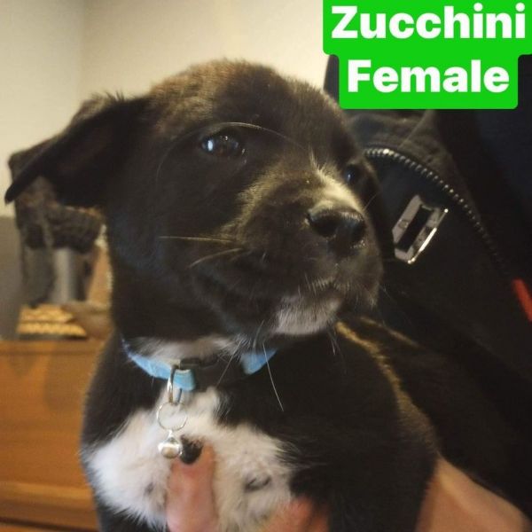 Zucchini 