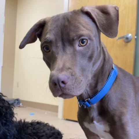 Leslie, an adoptable Mixed Breed in Bedford, NH, 03110 | Photo Image 2