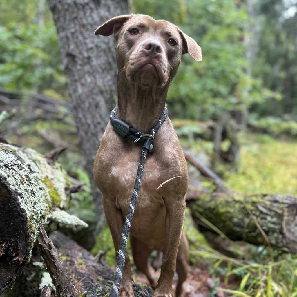 Leslie, an adoptable Mixed Breed in Bedford, NH, 03110 | Photo Image 2