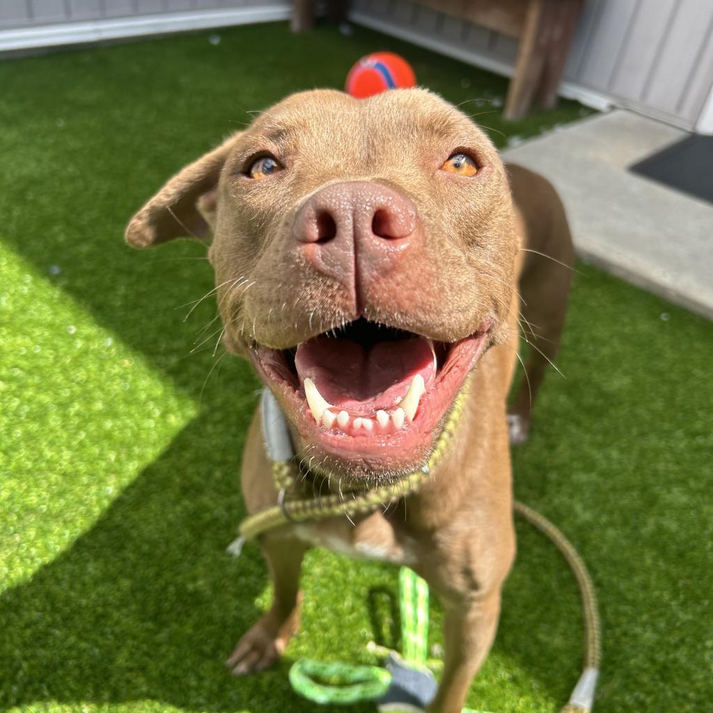 Leslie, an adoptable Mixed Breed in Bedford, NH, 03110 | Photo Image 2