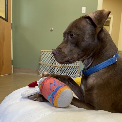 Leslie, an adoptable Mixed Breed in Bedford, NH, 03110 | Photo Image 3