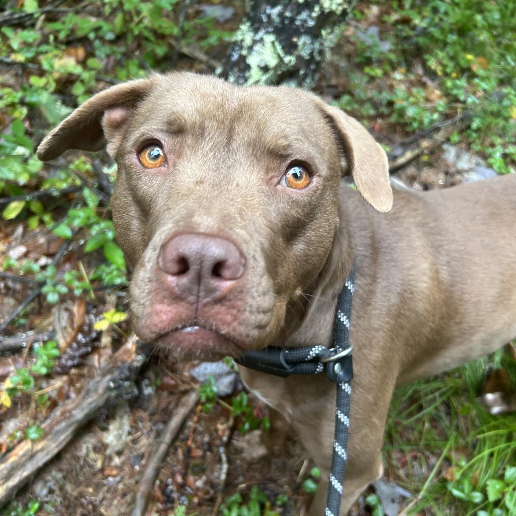 Leslie, an adoptable Mixed Breed in Bedford, NH, 03110 | Photo Image 3