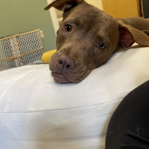 Leslie, an adoptable Mixed Breed in Bedford, NH, 03110 | Photo Image 4