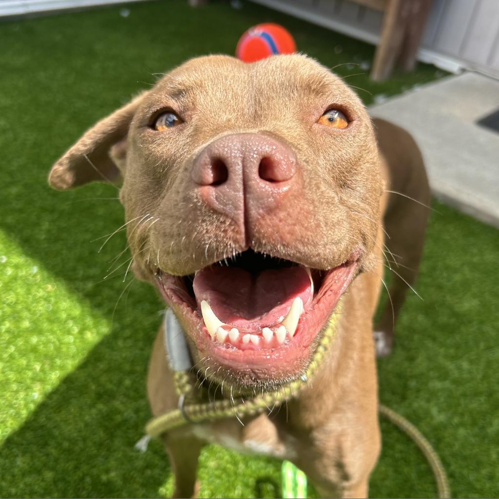 Leslie, an adoptable Mixed Breed in Bedford, NH, 03110 | Photo Image 4