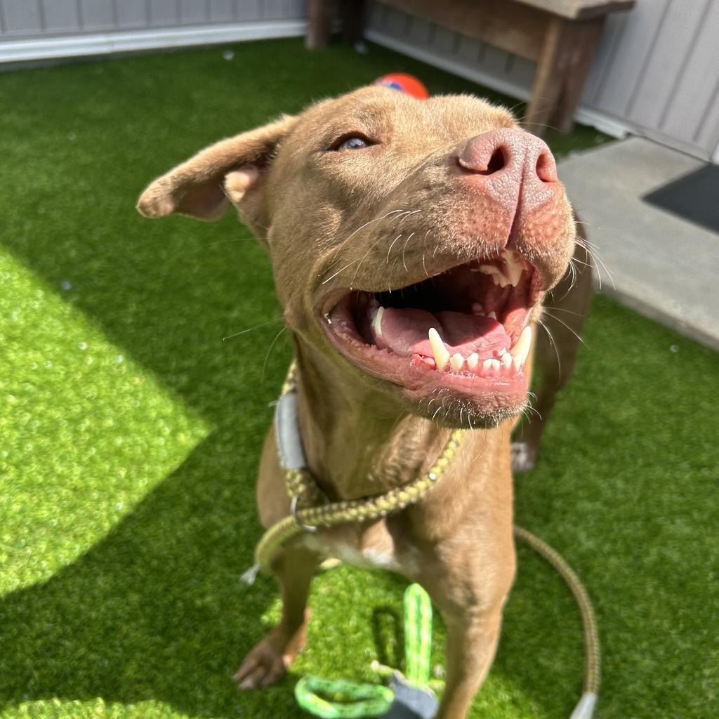 Leslie, an adoptable Mixed Breed in Bedford, NH, 03110 | Photo Image 5