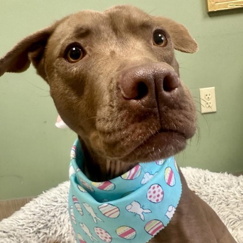 Leslie, an adoptable Mixed Breed in Bedford, NH, 03110 | Photo Image 6