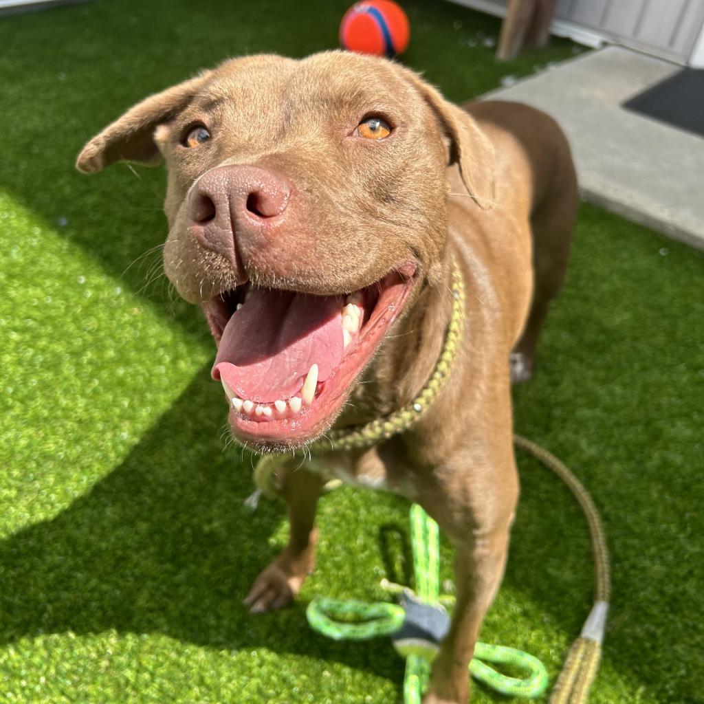 Leslie, an adoptable Mixed Breed in Bedford, NH, 03110 | Photo Image 6