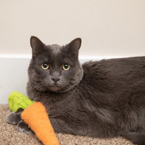 Carrot, an adoptable Domestic Short Hair in Salt Lake City, UT, 84106 | Photo Image 1